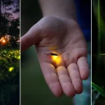 Are fireflies good luck?